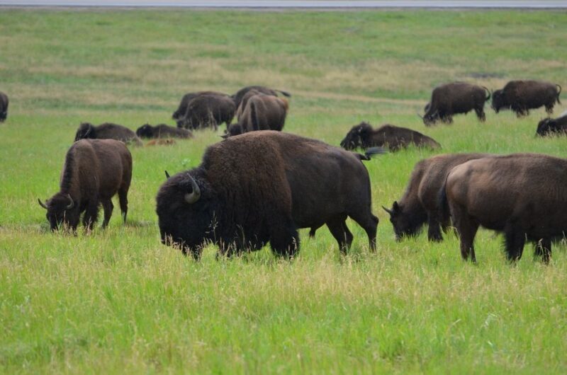 Mt Rushmore, Crazy Horse, Custer State Park Monument Tour - Key Points