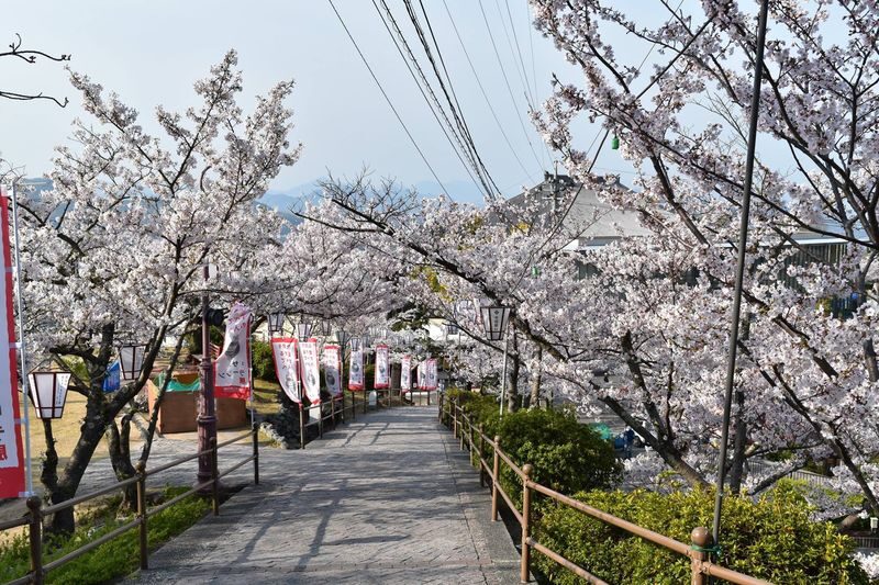 Mt. Senkoji Ropeway - The ride is short, but the view changes fast