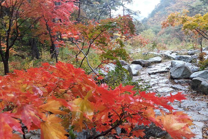 Mt. Seorak+Nami Island+Garden of Morning Calm Day Trip from Seoul - Final Thoughts
