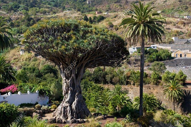 Mt. Teide and Masca Valley Tour in Tenerife - FAQ