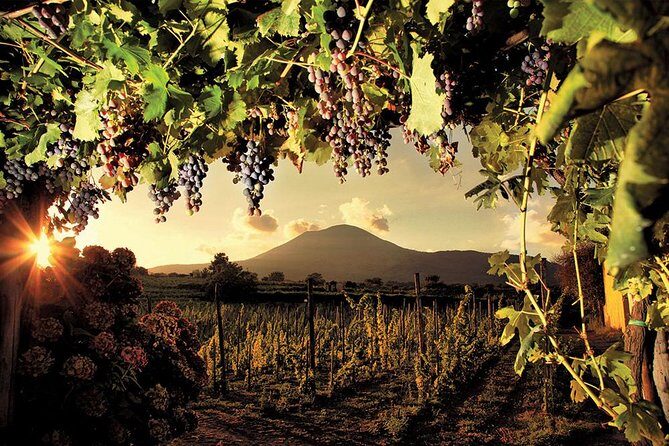 Mt. Vesuvius Wine Tasting and Lunch Experience from Pompeii - Key Points