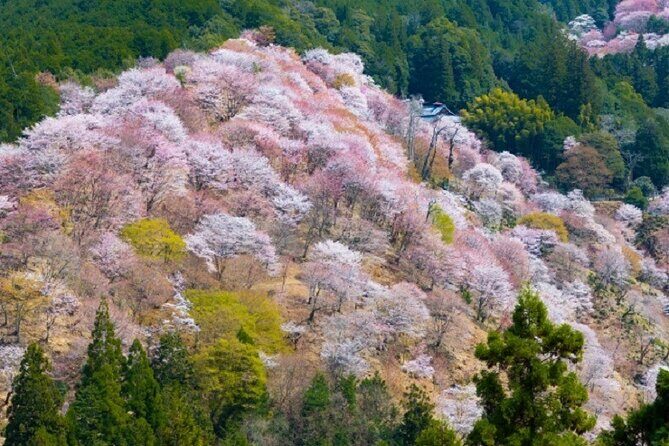 Mt Yoshino and Mt Koya Multi Day Tour From Osaka - Exploring Mount Koya: Day Two Highlights