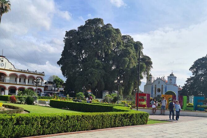 MTB Bike Tour: Tree of the Tule on mountain trails - Who Will Love This Tour?