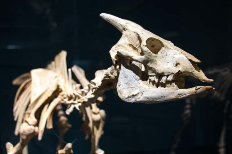 MUCBO | Jardí Botànic de Sóller - Balearic Museum of Natural Sciences - FAQ