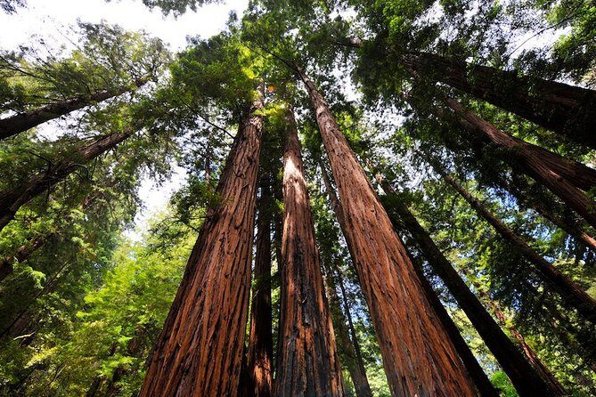 Muir Woods and Sausalito Afternoon Tour Small-Group Half-Day - What We Love About This Tour