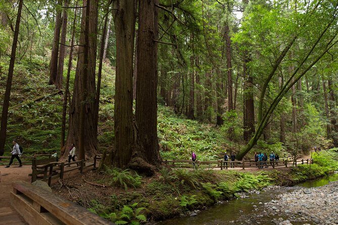 Muir Woods & Sausalito (Return by Bus or Ferry) - In-Depth Review: What to Expect from Your Muir Woods & Sausalito Adventure