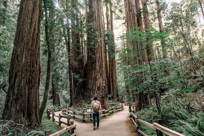 Muir Woods & Sausalito: Small Group Experience - Key Points