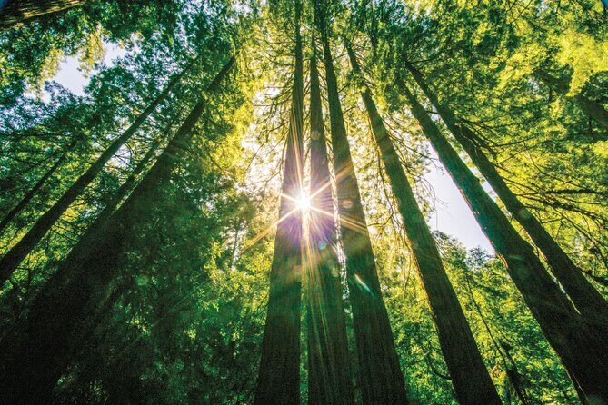 Muir Woods & Sausalito Tour - A Closer Look at What You Can Expect