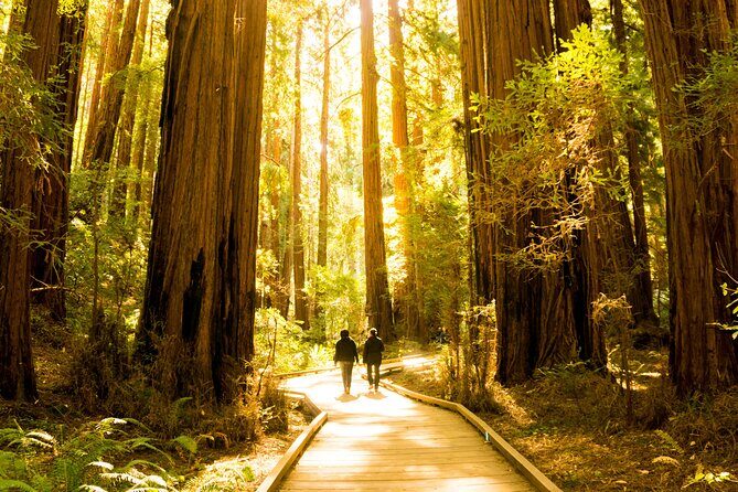 Muir Woods & Sausalito Tour + Hop-On Hop-Off Tour - Key Points
