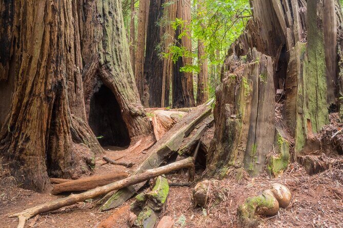 Muir Woods Self-Guided Driving and Walking Audio Tour - Key Points