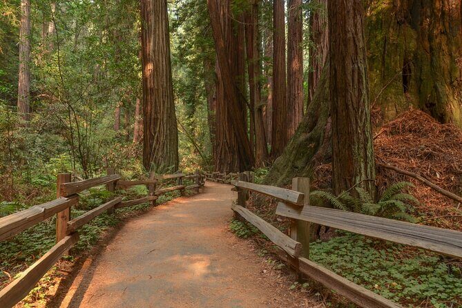 Muir Woods Self-Guided Driving and Walking Audio Tour - Authentic Traveler Insights from Reviews