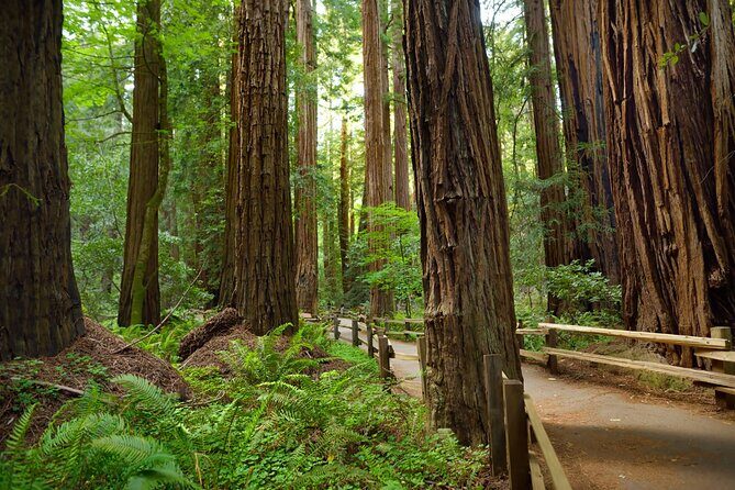 Muir Woods Self-Guided Driving and Walking Audio Tour - Who Will Love This Tour?