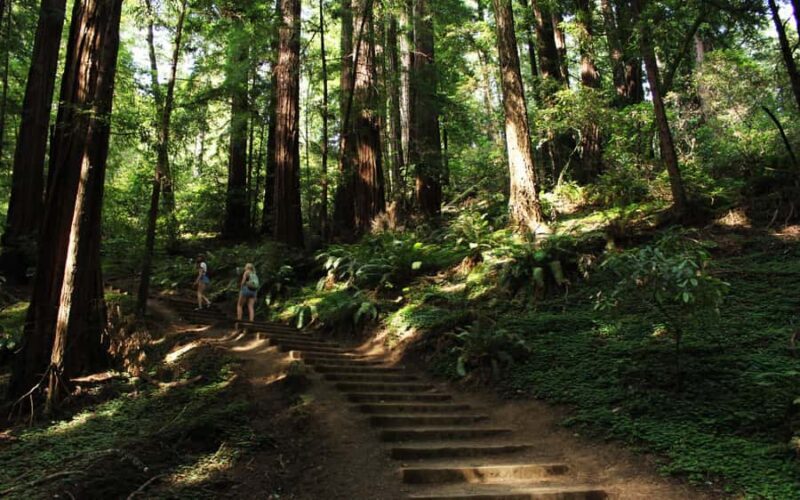 Muir Woods Visit & Golden Gate Bridge Bike Ride - In-Depth Look at the Experience: Why It Works