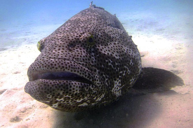 Muiron Island Diving Tour - Muiron Island Diving Tour: A Complete Guide for Curious Travelers