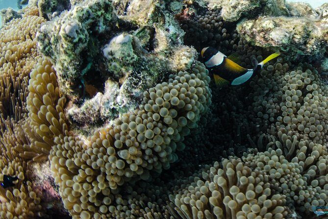Muiron Island Diving Tour - The Value of the Muiron Island Diving Tour