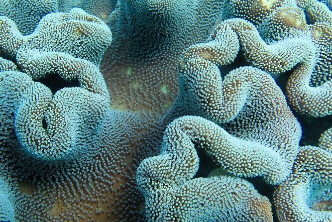 Muiron Island Diving Tour - Final Words
