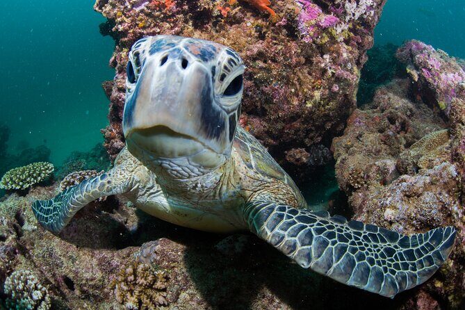 Muiron Islands Snorkeling in Exmouth - Key Points
