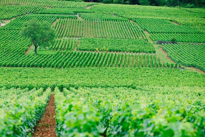 Multi Day Private Tour Prestige Burgundy with 12 Premiers & Grands Crus - Final Thoughts
