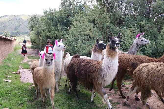 Multi day Tour Sacred Valley and Inca Trail to Machu Picchu - Who Will Appreciate this Tour?