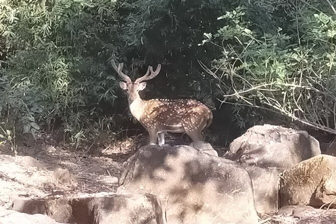 Mumbai Caves Tour in Private Vehicle - FAQ