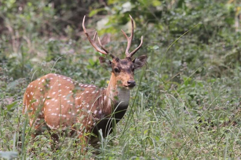 Mumbai to Jim Corbett: 2-Day Safari Adventure via Delhi - Returning to Delhi and Final Departure
