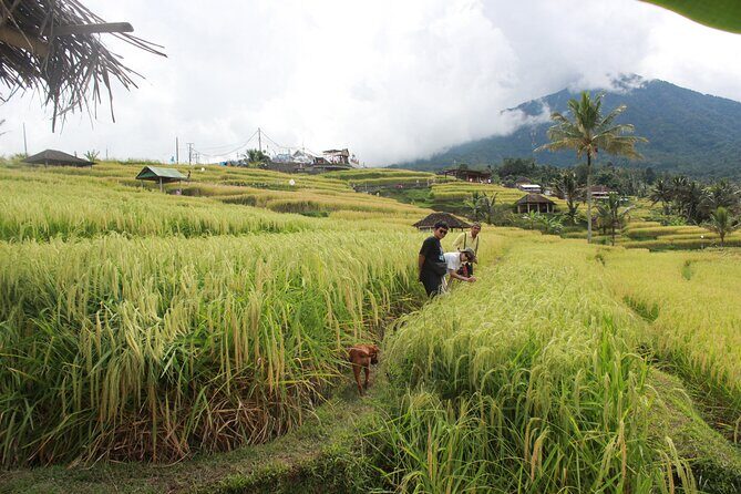 Munduk Private Customized Highlights Tour - Exploring Bali’s North: A Customized Private Tour