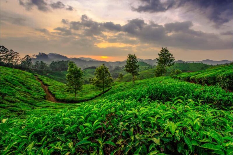 Munnar: 3-Day Tour with Tea Museum and Echo Point - Key Points