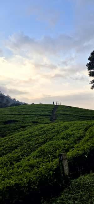 Munnar: Anakulam Jeep Safari with Waterfall and Elephant - Key Points