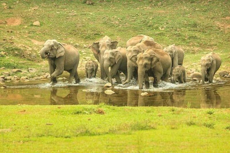 Munnar: Anakulam Jeep Safari with Waterfall and Elephant - Why This Tour Stands Out