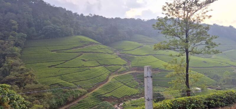 Munnar: Anakulam Jeep Safari with Waterfall and Elephant - FAQs