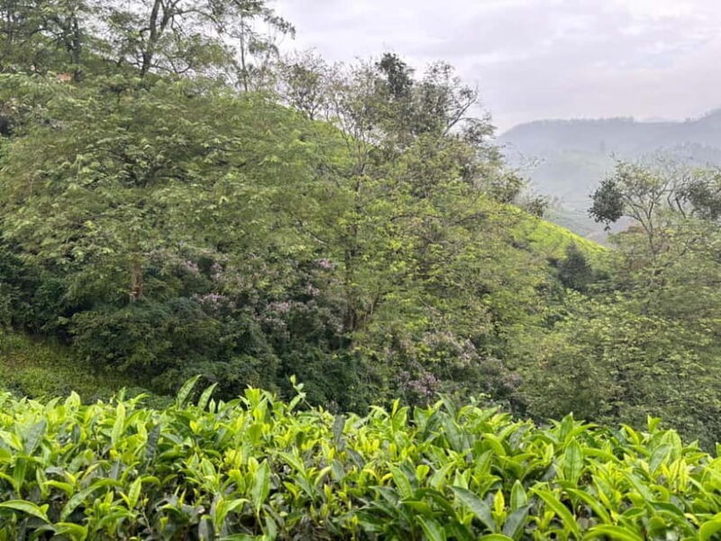 Munnar: Chokramudi Peak Full-Day Trekking Tour - Exploring the Trek: A Detailed Look