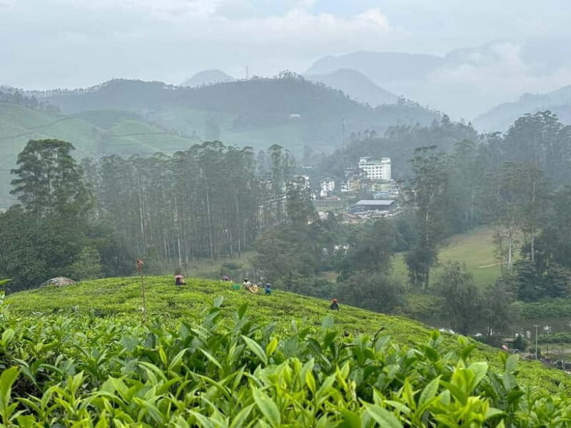 Munnar: Chokramudi Peak Full-Day Trekking Tour - Practical Details and Tips