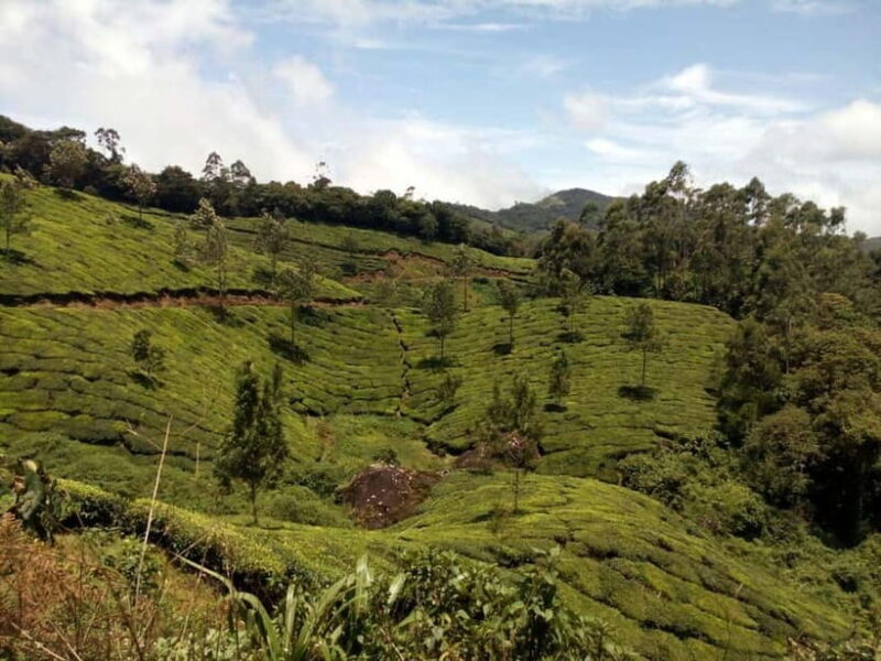 Munnar: Half Day Trekking Through Tea Plantation - Making the Most of Your Trek