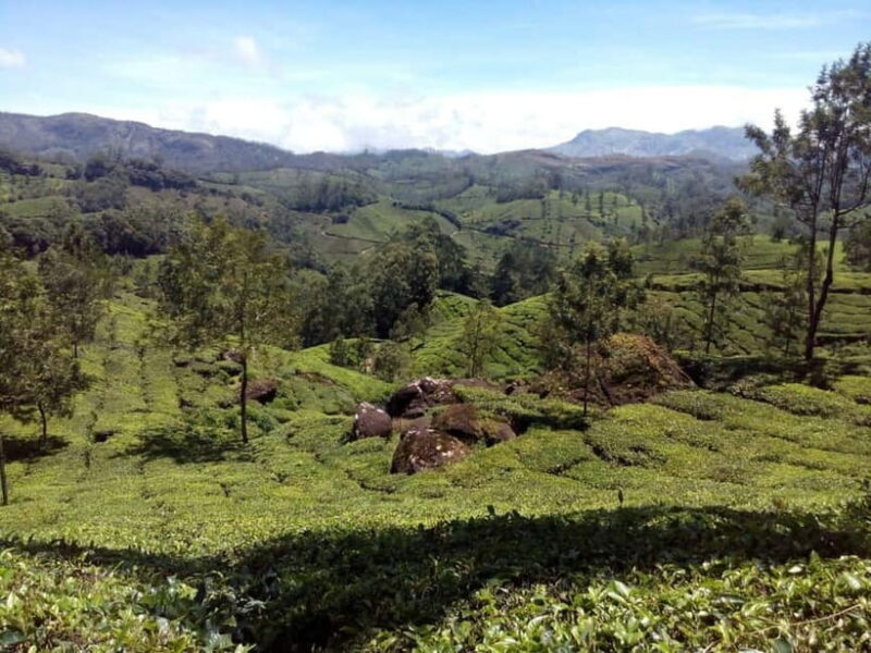 Munnar: Half Day Trekking Through Tea Plantation - FAQs