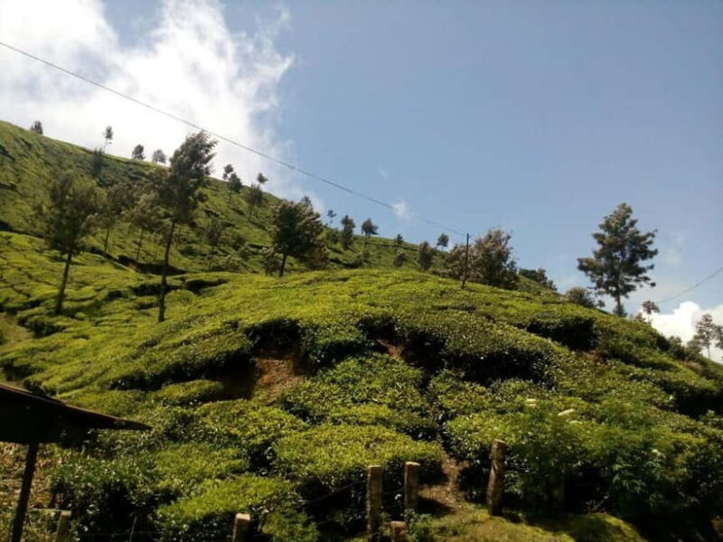 Munnar: Half Day Trekking Through Tea Plantation - Summary