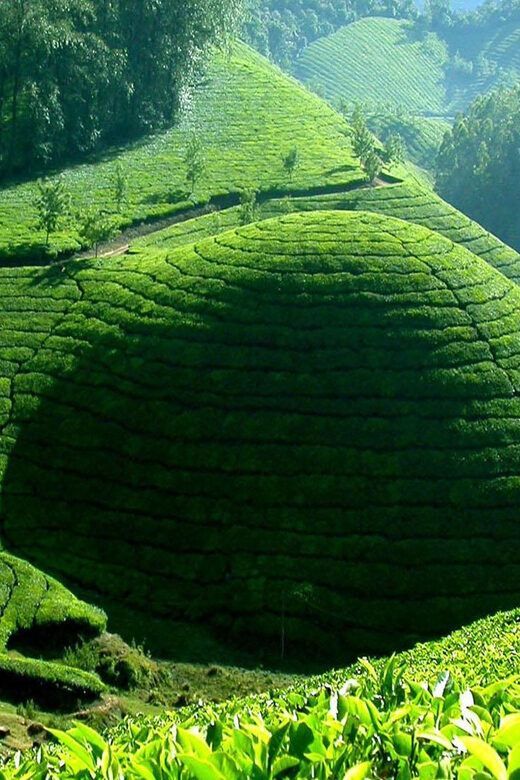 Munnar Letchmi Hills village Tour - Who Will Love This Experience?