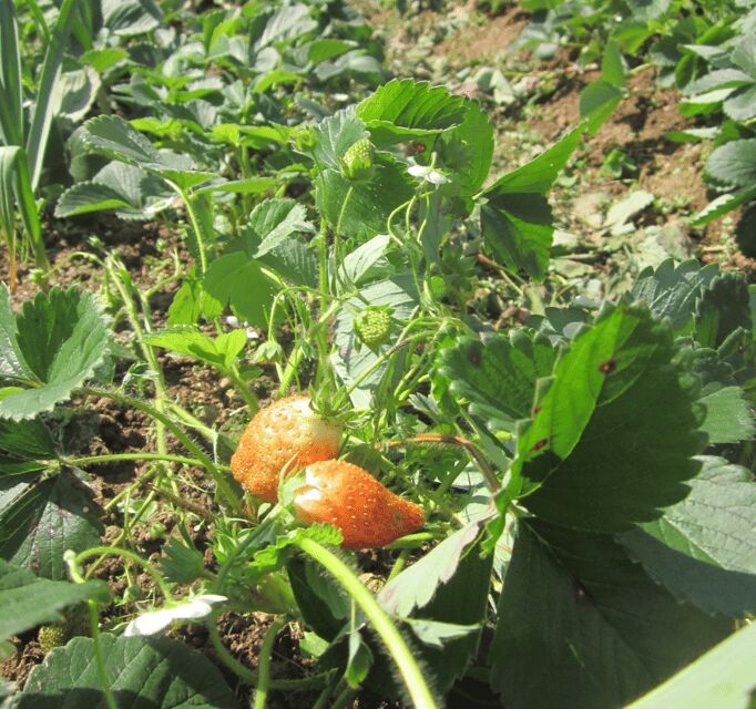 Munnar Letchmi Hills village Tour - FAQ