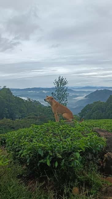 Munnar Nature Walk - FAQ