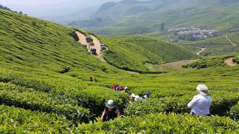 Munnar Private Day Trip - An Authentic Look at the Munnar Day Trip Experience