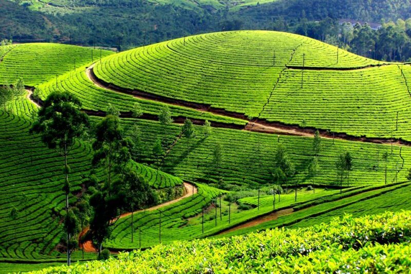 Munnar Private Day Trip - Authentic Feedback from Past Travelers