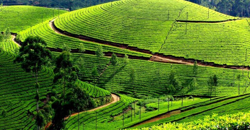 Munnar Private Day Trip - Who Will Love This Tour?