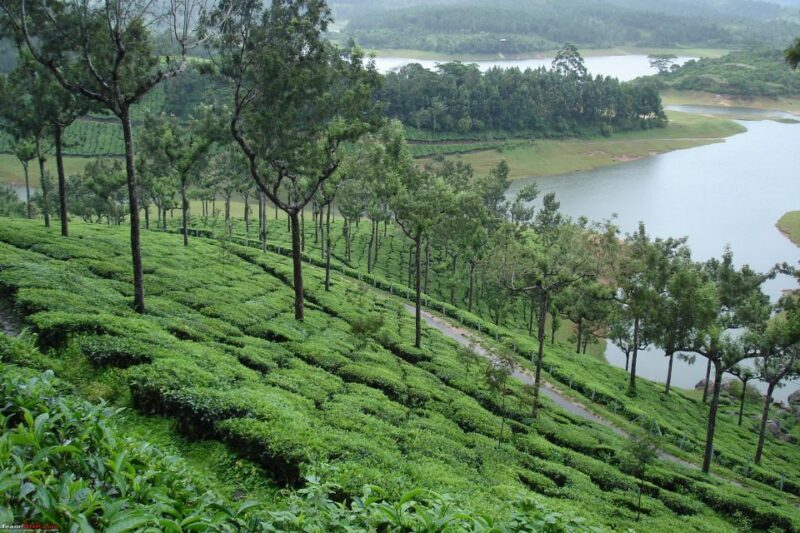 Munnar Private Day Trip - The Sum Up: Is This Munnar Tour Worth It?