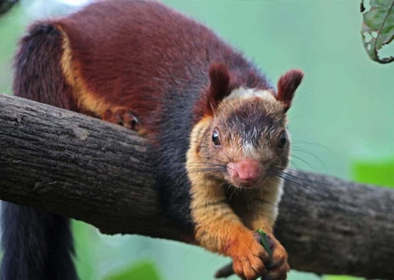 Munnar : Private One Day Tour from Kochi. Free Pickup-Drop - Exploring the Munnar Day Trip in Detail