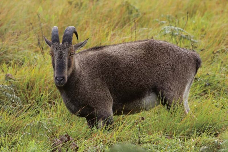 Munnar : Private One Day Tour from Kochi. Free Pickup-Drop - Final Thoughts