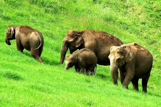Munnar Site-seeing Tour - Exploring Munnar: What to Expect from the Site-seeing Tour