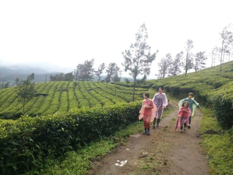 Munnar: Sunrise Trekking Adventure with Breakfast - Detailed Analysis of the Experience