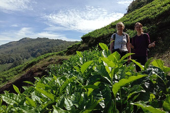 Munnar Tea Garden Trekking - An In-Depth Look at Munnar Tea Garden Trekking
