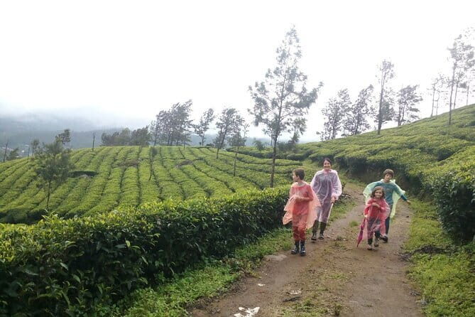 Munnar Tea Plantation Evening walking with Sunset View - An In-Depth Look at the Munnar Sunset Walking Tour