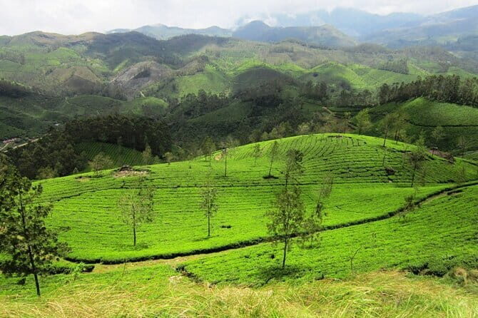 Munnar Tea Plantation Evening walking with Sunset View - Frequently Asked Questions