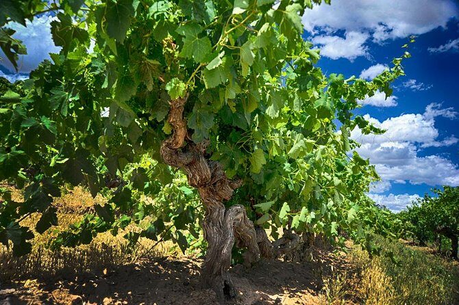 Murray River Day Trip from Adelaide Including Lunch Cruise aboard the Proud Mary - The Sum Up: Is It Worth It?